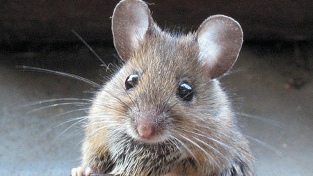 How to Keep Out Hot Tub Pests