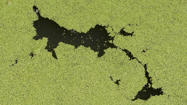 Water Smells Moldy